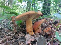 20250806_151951.thumb.jpg.b68cf8f2e8cb647a4e7f675daed3c5aa.jpg