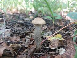 20250806_152206.thumb.jpg.b4fc4509ecd3d85a26df1764eca97505.jpg