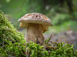 20250809-M3JR2732-Enhanced-NR.thumb.jpg.1f5025d63a836a58262be2a949d56404.jpg
