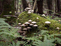 20250809-M3JR2745-Enhanced-NR.thumb.jpg.3c42d70b5ab8601dd1fbb68f645f0ca2.jpg