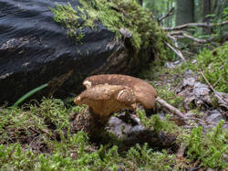 20250809-M3JR2812-Enhanced-NR.thumb.jpg.5c6b5d9fe541370e0d21f99fb6e44eca.jpg