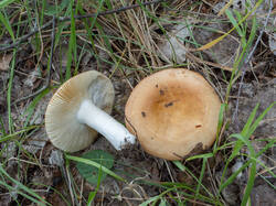 20250809-M3JR2823-Enhanced-NR.thumb.jpg.1088cbebeb0deddaa999e1969c4721e6.jpg