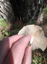 20250810_094649.jpg