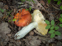 20250811-M3JR2992-Enhanced-NR.thumb.jpg.b0f3009999b29df2b0bb19060d46d1bc.jpg