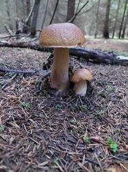 20250813_141925.thumb.jpg.8f03b6c4eff2364b2e675b68a4678d80.jpg