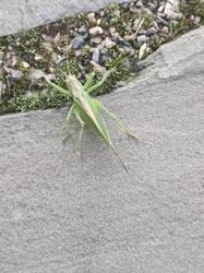 20250813_200154.thumb.jpg.6032e7380cea34eeb40af4c6ef7c6d50.jpg