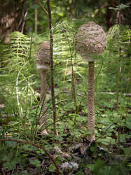 20250814-M3JR3214-Enhanced-NR.thumb.jpg.ec6161c87be62c5cc372c78580846c61.jpg