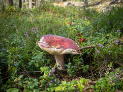 20250814-M3JR3236-Enhanced-NR.thumb.jpg.03d223800056358aaecf9611c009e202.jpg