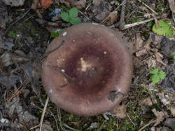 20250814-M3JR3287.thumb.jpg.8f92732dd967316dc52a629484e246eb.jpg