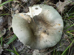 20250814-M3JR3297.thumb.jpg.f6f08bc1be460e2e7737e375e116d2ed.jpg