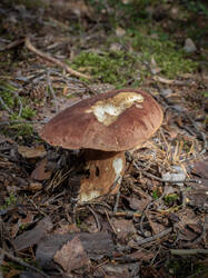 20250816-M3JR3331-Enhanced-NR.thumb.jpg.623c0337c27ac54819bc8ca9fc48127c.jpg