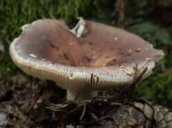 20250816-M3JR3347-Enhanced-NR.thumb.jpg.c58b8780b4e28e9ca10be9375fcf6309.jpg