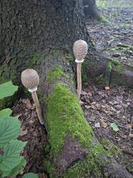 20250816_054459.jpg