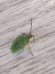 20250816_130835.thumb.jpg.b405f7ada2865bb6509f9ccdb92e47c8.jpg