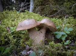 20250817-M3JR3425-Enhanced-NR.thumb.jpg.1cb3b40c7531f9fe7e77c76132b0bc8c.jpg