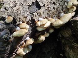 20250817_105713.thumb.jpg.e353e4177f8f5d3376dea36b61b61fdb.jpg