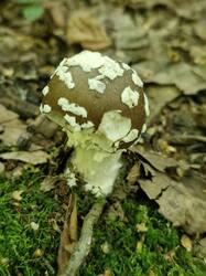 20250817_112504.thumb.jpg.c4a763d4b30d4badf3afa39339635e93.jpg