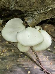 20250817_122045.thumb.jpg.fa85281dce3921ce43a8668d7b0436c5.jpg