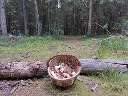 20250817_122531.thumb.jpg.ca21f722734065b911a33d6dff1b3a44.jpg