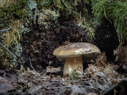 20250818-M3JR3533-Enhanced-NR.thumb.jpg.072e61c8532dfde683e47d83f3c1b750.jpg