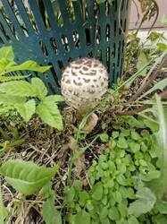 20250819_134501(0).thumb.jpg.a73a62d065ae3a99d2081cf3b2de886a.jpg