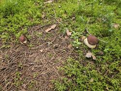 20250819_151732(1).thumb.jpg.1432f987c40fff34d117053de5c28da6.jpg
