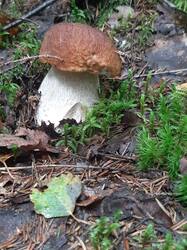 20250820_100524.thumb.jpg.f42fdff7c4b6525c50d2b6355db2905e.jpg