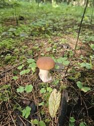 20250821_150424(1).thumb.jpg.824ff99f647ce7713677b47ec946e47b.jpg