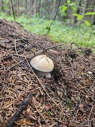 20250821_152147(1).thumb.jpg.1bbb2a48c8e1b37de130572c1ee8c438.jpg