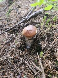 20250821_161121(1).thumb.jpg.9197a4f79680a05708f946b59ad2e390.jpg
