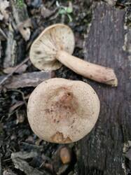 20250823_064704.thumb.jpg.d0e2fa89fcd37e6ec93e4398bdc5d901.jpg