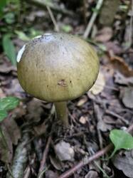 20250823_065222.thumb.jpg.e99087d3501724fc78de119bd0d19618.jpg