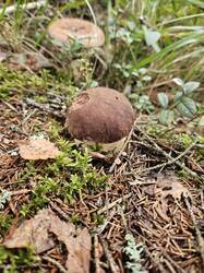 20250823_083600(1).thumb.jpg.b16c77a19aade3f0f76b7d820948594e.jpg
