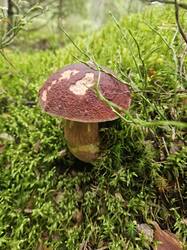 20250823_084425(1).thumb.jpg.f6b543f893ea45bad4805ce4f397d16e.jpg
