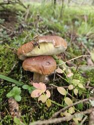 20250823_084929(1).thumb.jpg.36a374d0e413eb725f0e428ba3b44f42.jpg