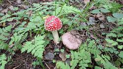20250823_085453.thumb.jpg.f4973e11249976c53403f053657fc096.jpg