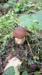 20250823_090445.thumb.jpg.b473f90c37ac73d213e589ed99ff84e0.jpg