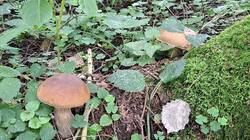 20250823_094629.thumb.jpg.989e6621cad8f19dc67d50dda2ab2e16.jpg