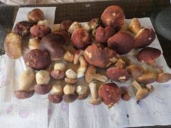 20250823_120301(1).thumb.jpg.c5bfa94a6be37f20f8695cc584017dc2.jpg
