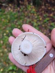 20250823_144713.thumb.jpg.2eb438367780ca405564a67d59baabbf.jpg
