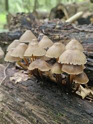 20250824_111645.thumb.jpg.5b2e71da848d9c352177732144629364.jpg