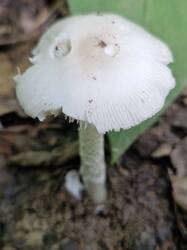 20250824_112038.thumb.jpg.0aafdc74146e316936b6b79845200785.jpg