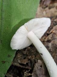 20250824_112132.thumb.jpg.649ab092f01c59a64bc67508e2405bc9.jpg