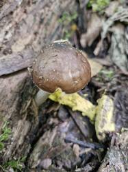 20250824_113809.thumb.jpg.4af4a670562db26b544ef7030530b185.jpg