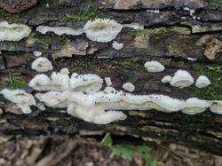 20250824_115233.thumb.jpg.a493b36e9ccf969f832d3ef59aa6869f.jpg