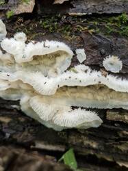 20250824_115257.thumb.jpg.abc4c1dc4453a730741064abb14895a9.jpg