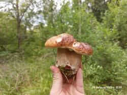 20250824_125929.thumb.jpg.b034f586529eb7ff19ea86a630989ed3.jpg