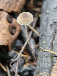20250824_132823.thumb.jpg.6c598a4beecca5efd9f1d499643d1a2c.jpg