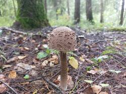 20250824_140212.thumb.jpg.e8464773e2f483fd892238b82ee436f0.jpg