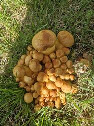 20250825_103639.thumb.jpg.a48640c0e0061f387f6d98b7b92632c8.jpg